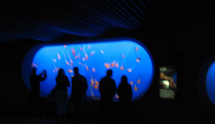 aquarium: photograph
